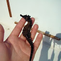 csikohal,seepferdchen,seahorse :)