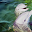 Dolphins Jigsaw Puzzle Download on Windows