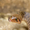 Checkered keelback