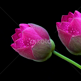 2 Flower by A Rahman - Flowers Single Flower