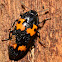 Pleasing Fungus Beetle