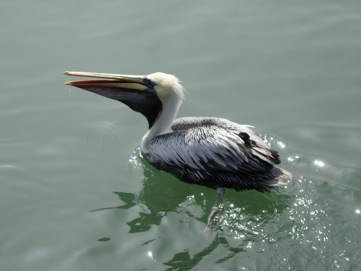 Pelícano peruano. Peruvian Pelican