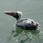 Pelícano peruano. Peruvian Pelican