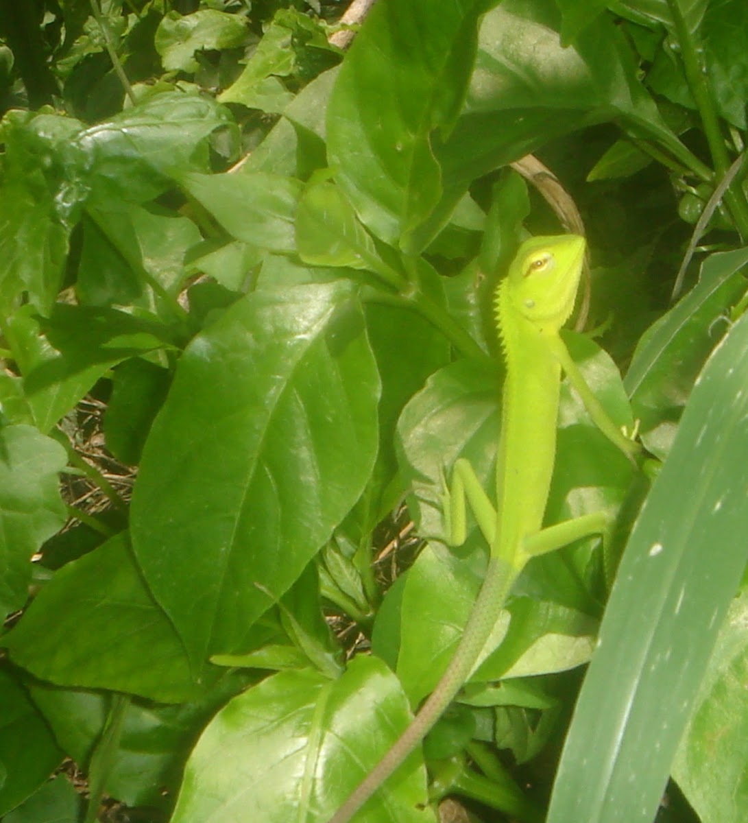 Common green garden lizard