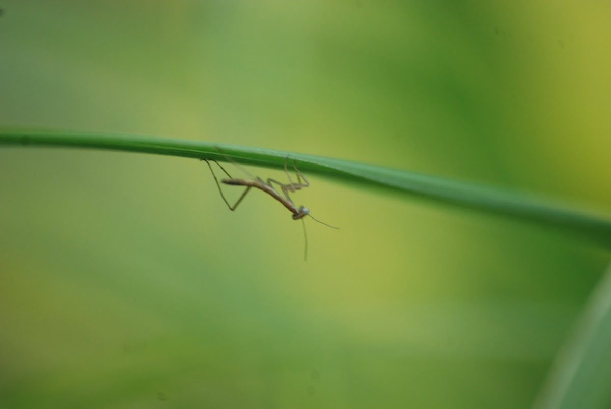 baby praying mantis