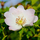 Dog Rose