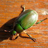 Common Leaf Chafer