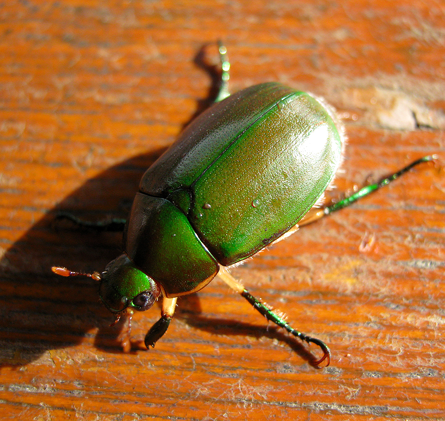Common Leaf Chafer Project Noah