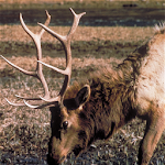 HD Elk Calls Apk