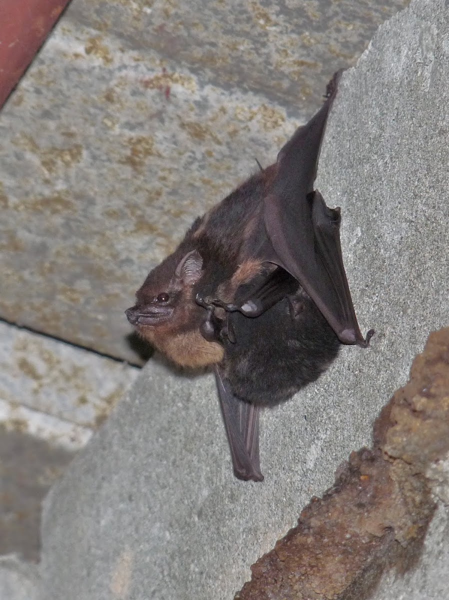 Greater White-lined bat