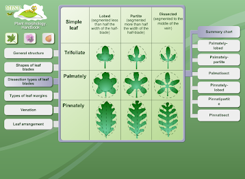 Biology - Plant Morphology poster 4