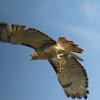 red-tailed hawk