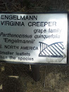 Englemann Virginia Creeper