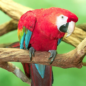 Amazing Parrots Wallpapers 1.5