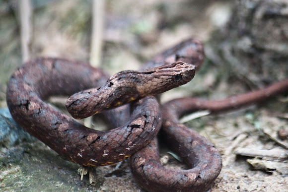 Common Mock Viper | Project Noah