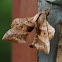 Poplar Hawk moth