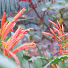 Orange Plume Flower