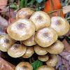 Cogumelos - Armillaria mellea