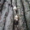 Fairy Ink Cap 