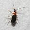 Colorful Foliage Ground Beetle