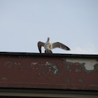 Caspian Gull(Gabbiano)