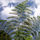 Tree Fern