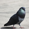 Paloma Bravía / Rock Pigeon
