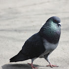 Paloma Bravía / Rock Pigeon