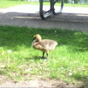 Canadian gosling