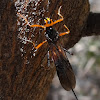 Braconid wasp (♀)