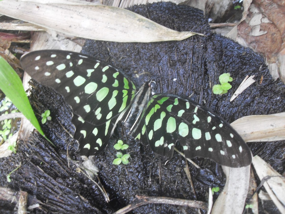 Tailed Jay Butterfly