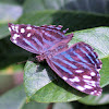 Mexican bluewing
