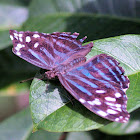 Mexican bluewing