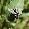 Australian Leaf Roller Fly