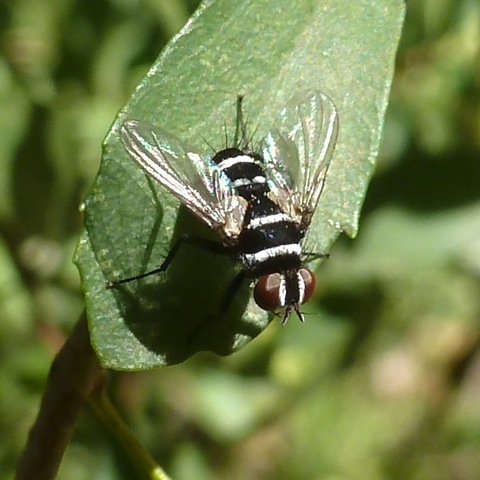 Australian Leaf Roller Fly