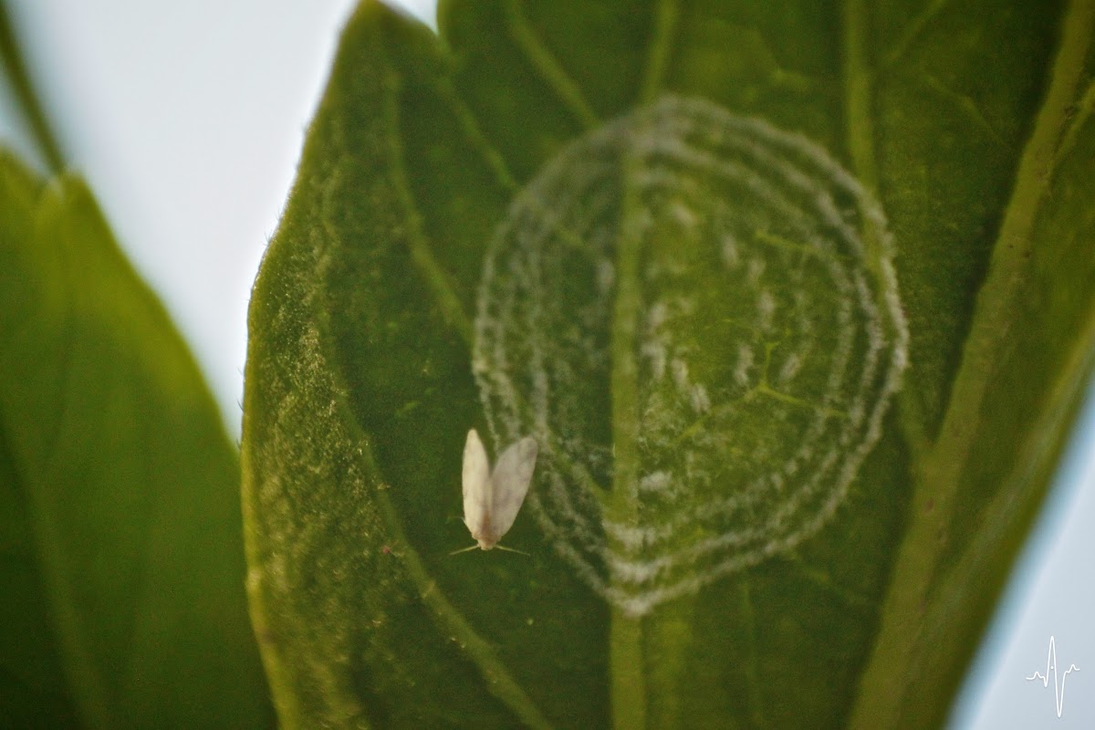 Giant Whitefly
