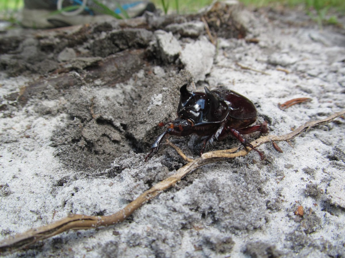 Ox Beetle sp.