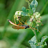 Caterpillar Parasite Wasp
