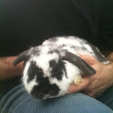 Mini lop Rabbit