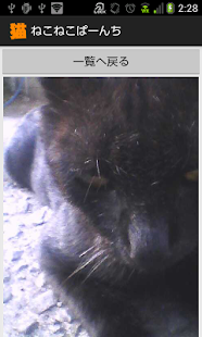 ねこねこぱーんち（猫カメラ） Screenshots 6