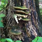 Bracket fungi