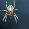 The European garden spider, diadem spider, cross spider, or cross orbweaver