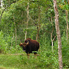 Gaur / Indian bison