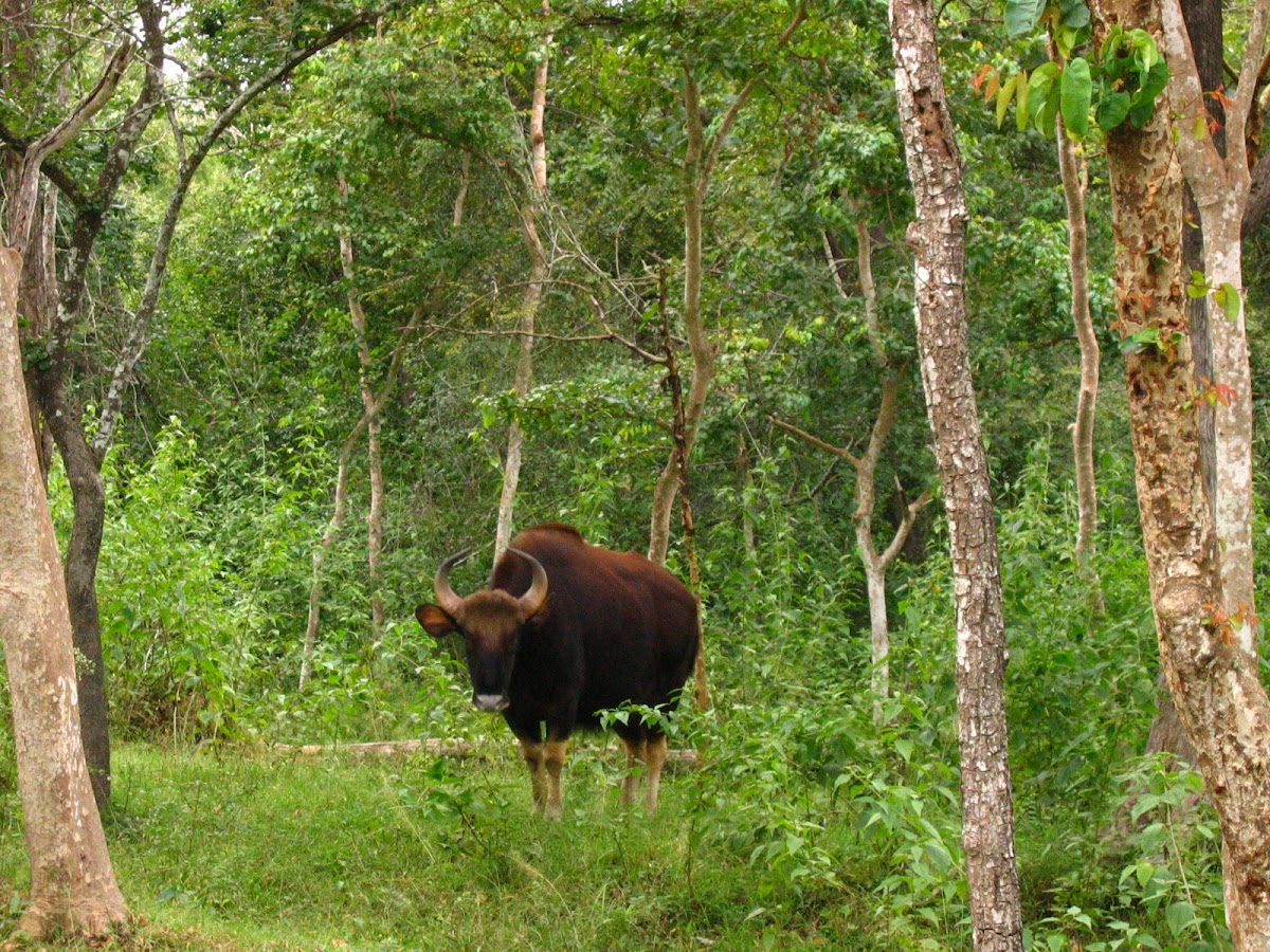 Gaur / Indian bison