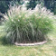 Fountain Grass