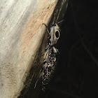 Eyed Click Beetle