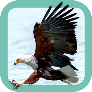Sasol Birds for Beginners.apk 1.0