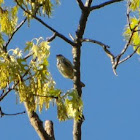 Magnolia Warbler