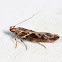 Goldenrod Elliptical-Gall Moth