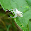 Grasshopper nymph molt